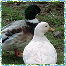 Call Ducks