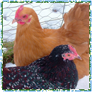 Chickens