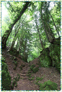 Puzzlewood Steps