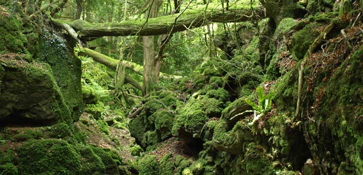 Mossy Trees at Puzzlewood