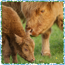 Highland Cattle