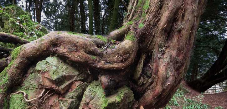 Puzzlewood News