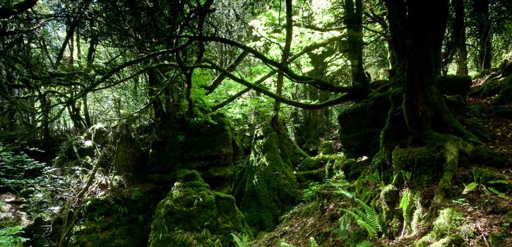 Puzzlewood
