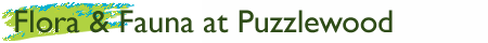 What is Puzzlewood