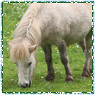 Shetland Ponies