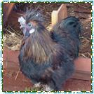 Silkie Hen