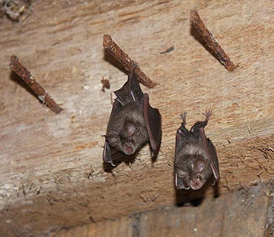Horseshoe Bat Horseshoe Bat