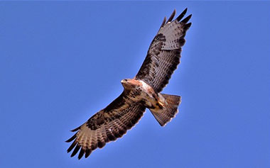Owl Buzzard