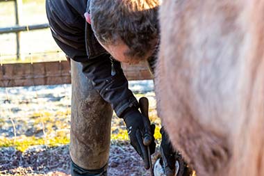 Puzzlewood Farrier Puzzlewood Farrier