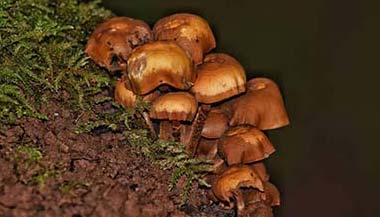 Funghi at Puzzlewood