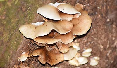 Funghi at Puzzlewood