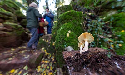 Puzzlewood Funghi