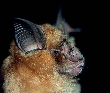 Greater Horseshoe Bat Greater Horseshoe Bat