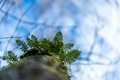 A healthy forest is not a tidy place