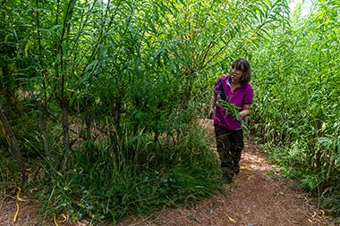 The Willow Maze at Puzzlewood