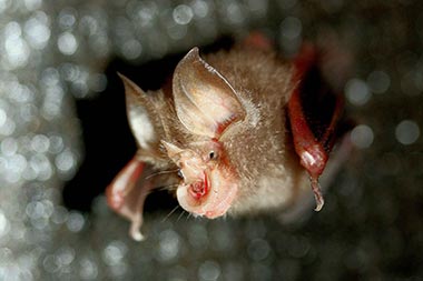 Lesser Horshoe Bat Lesser Horshoe Bat