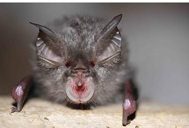 Lesser Horshoe Bat Lesser Horshoe Bat