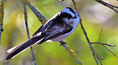 Long Tailed Tit