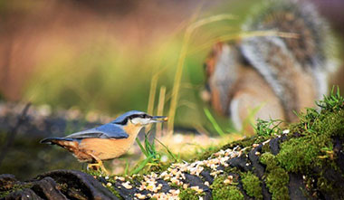 Bird Nuthatch