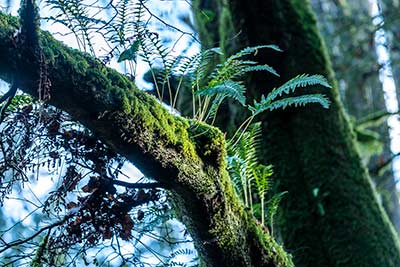 Polypody Fern