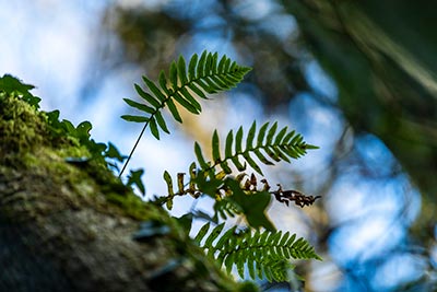 Polypody Fern