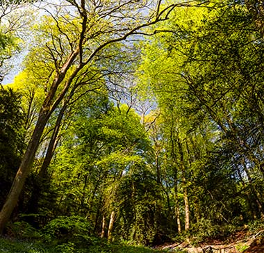 Puzzlewood Trees