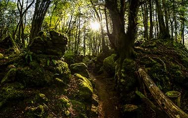 Trees of Puzzlewood