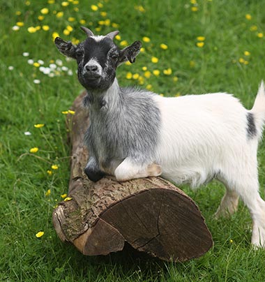 Pygmy Goat Pygmy Goat