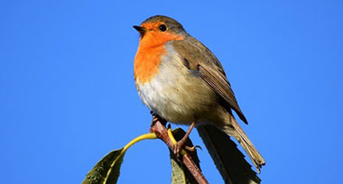 Robin Robin