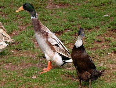 Indian Runner Ducks Indian Runner Ducks
