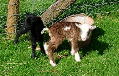 Soay Lambs Soay Lambs