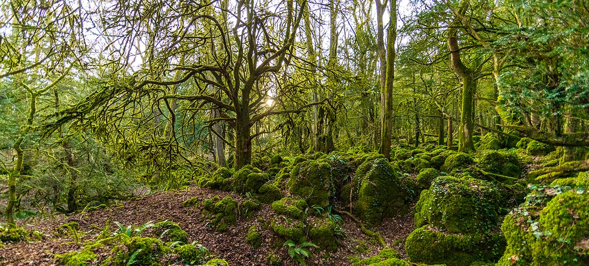 Puzzlewood temperate rainforest