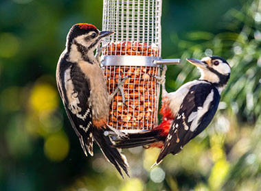 Woodpeckers Woodpeckers