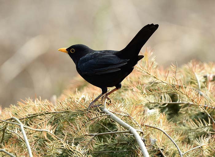 Bird Watching at Puzzlewood - Blackbird