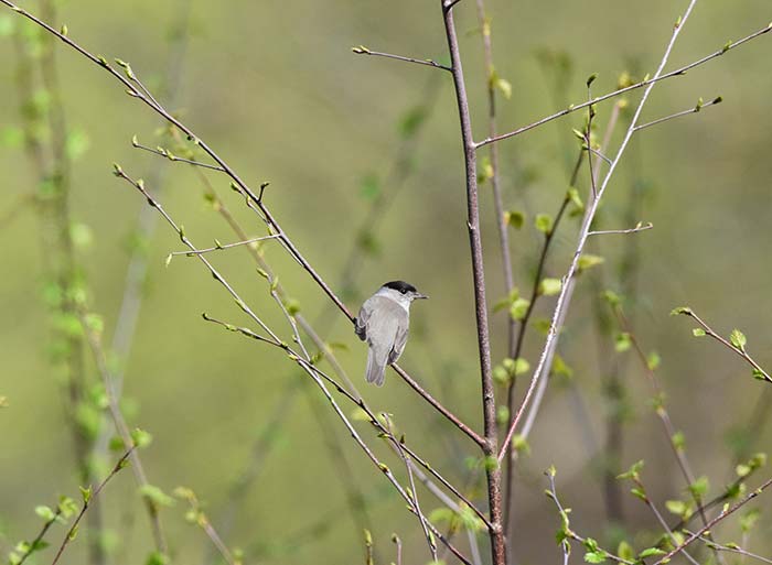 Bird Watching at Puzzlewood - Blackcap