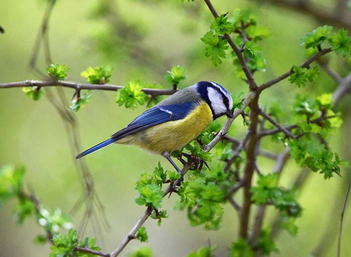 Bird Watching at Puzzlewood - Blue Tit