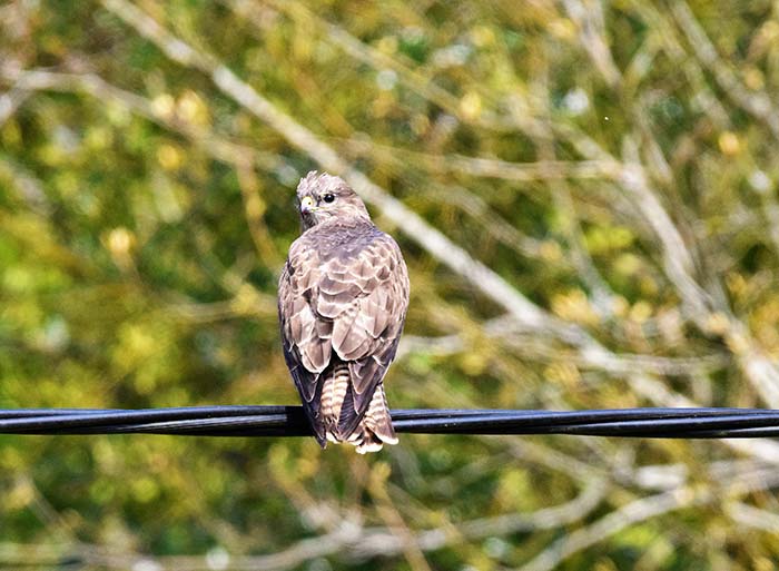 Bird Watching at Puzzlewood - Buzzard