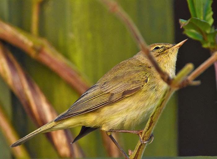 Bird Watching at Puzzlewood - Chiffchaff