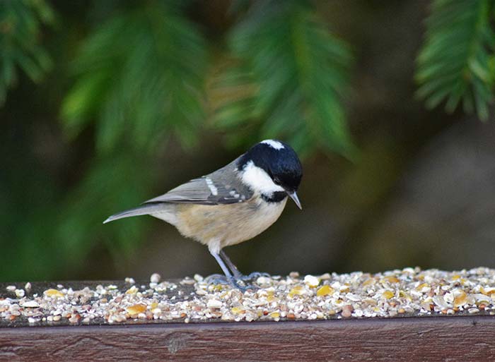 Bird Watching at Puzzlewood - Coal Tit