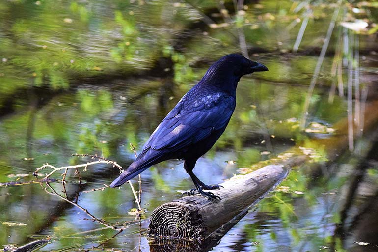 Bird Watching at Puzzlewood - Crow