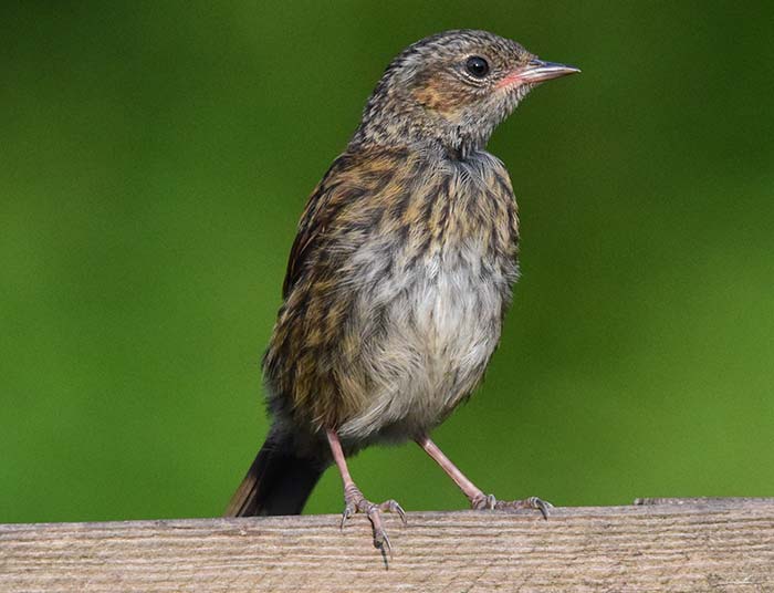 Bird Watching at Puzzlewood - Dunnock