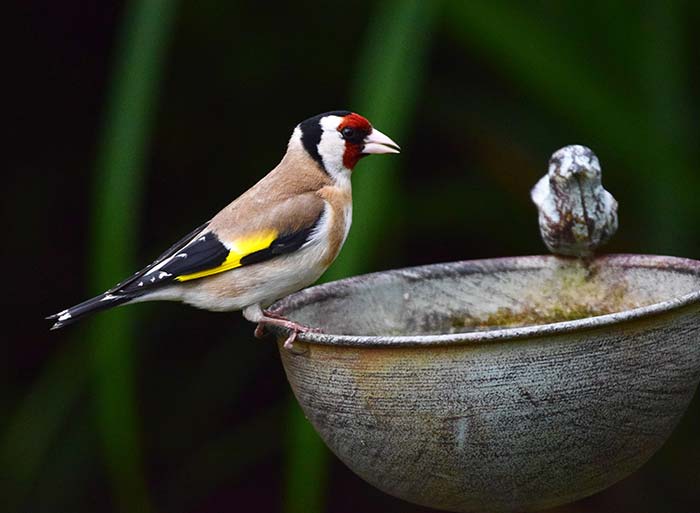 Bird Watching at Puzzlewood - Goldfinch