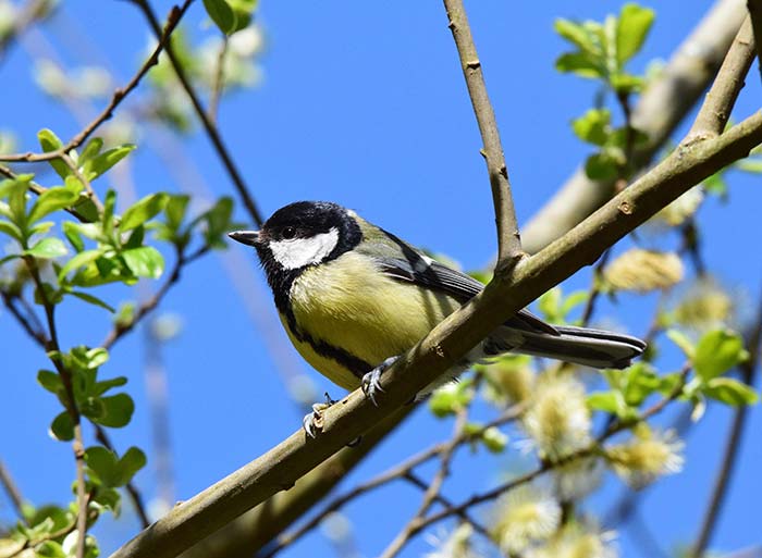 Bird Watching at Puzzlewood - Great Tit