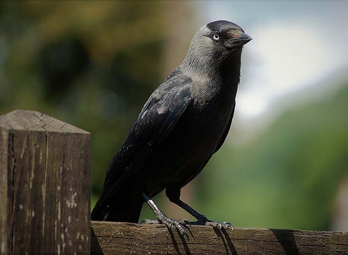 Bird Watching at Puzzlewood - Jackdaw