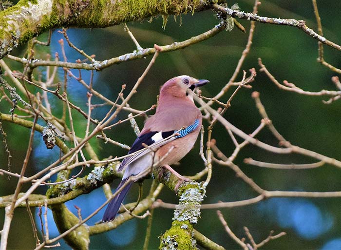 Bird Watching at Puzzlewood - Jay