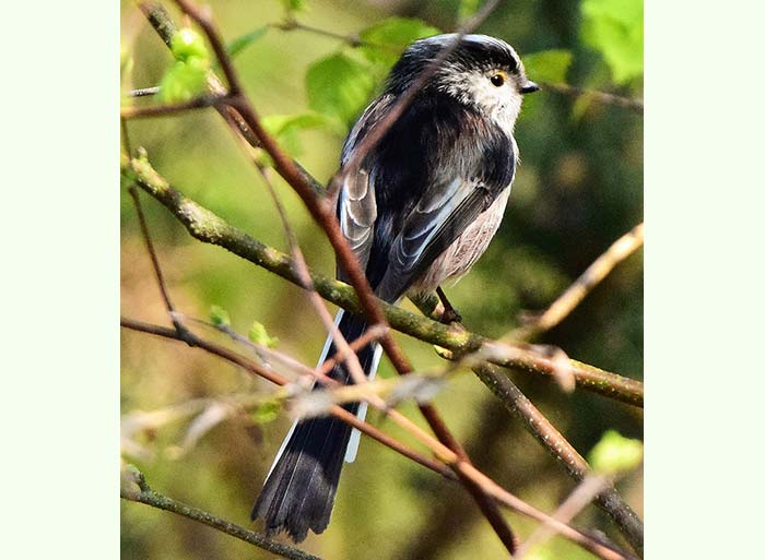 Bird Watching at Puzzlewood - Long-Tailed Tit