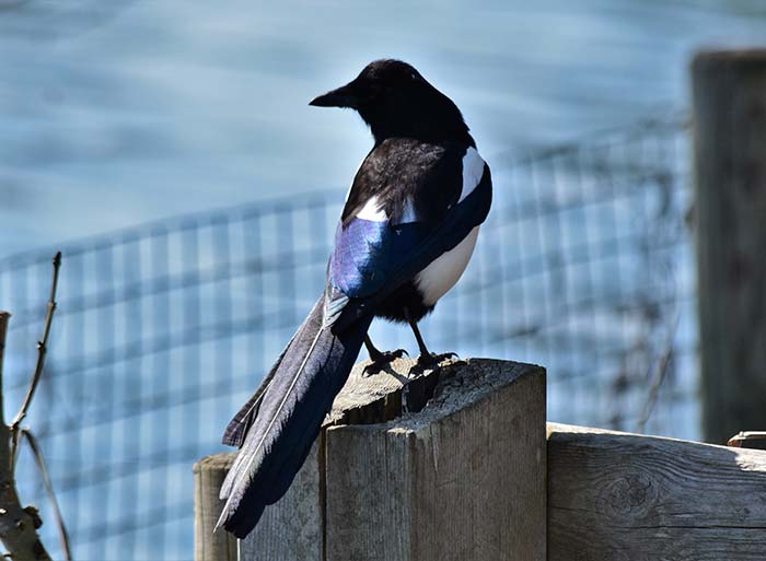 Bird Watching at Puzzlewood - Magpie