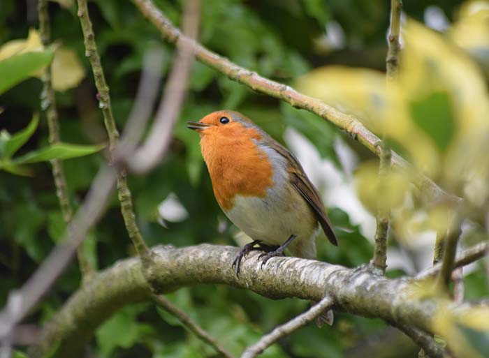 Bird Watching at Puzzlewood - Robin