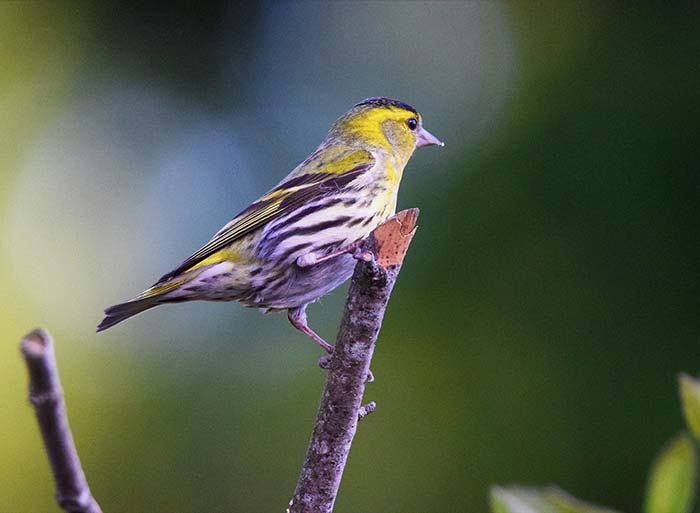 Bird Watching at Puzzlewood - Siskin