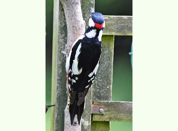 Bird Watching at Puzzlewood - Great Spotted Woodpecker